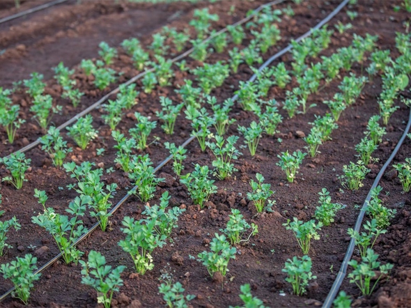 Capteur suivi - Irrigation et enjeux agricoles